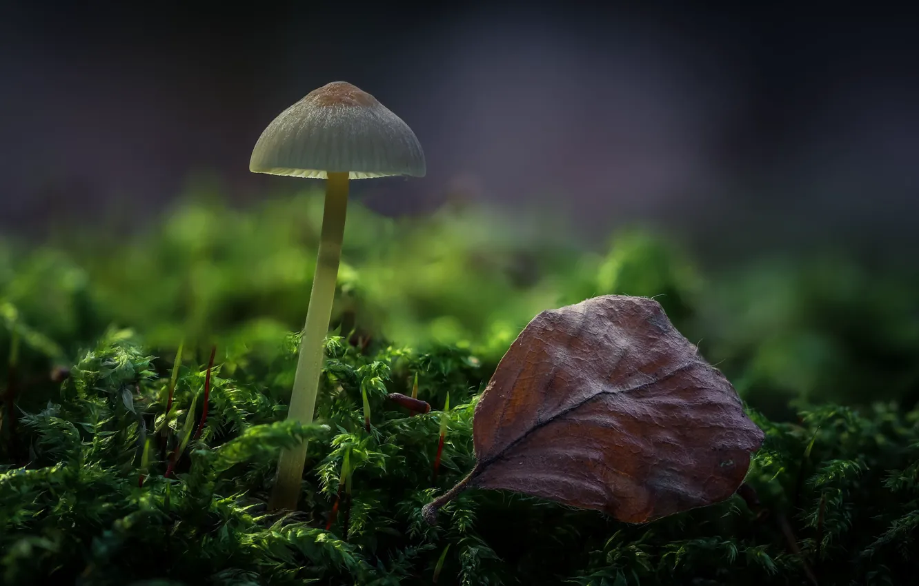 Photo wallpaper forest, sheet, mushroom, moss, bokeh
