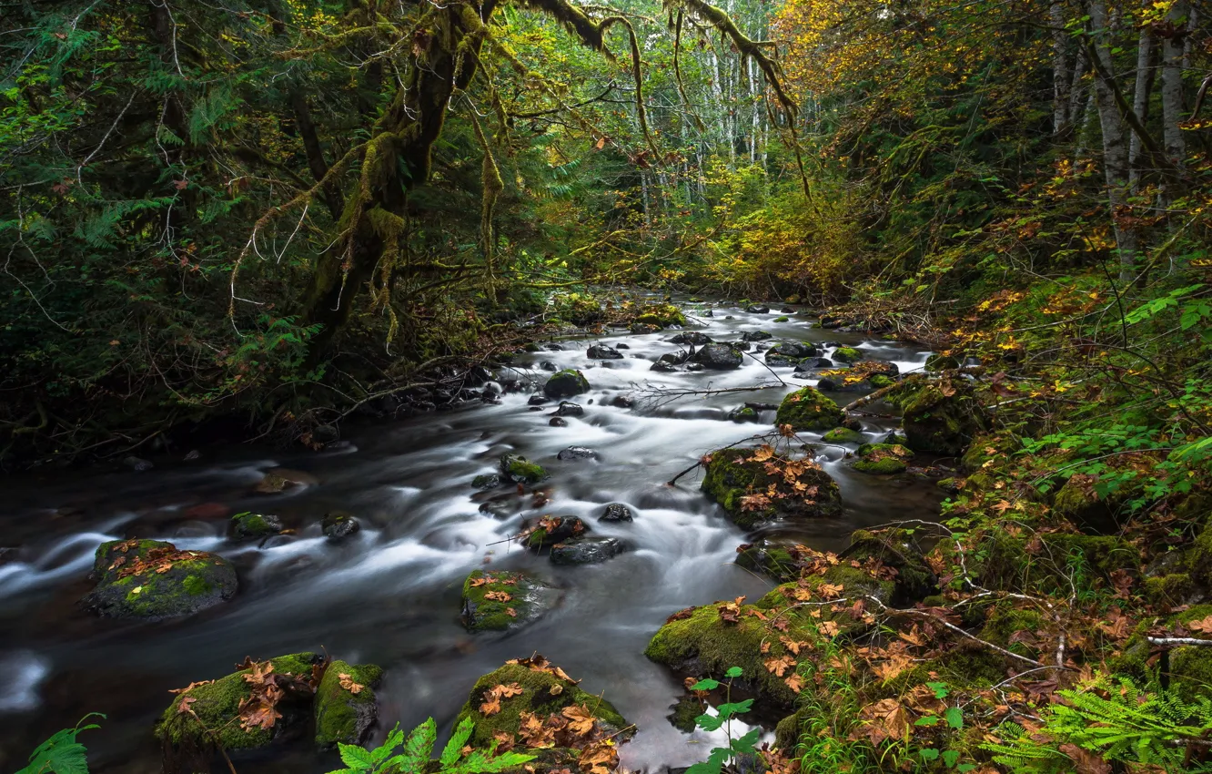 Photo wallpaper autumn, forest, leaves, stream, stones, moss, fallen