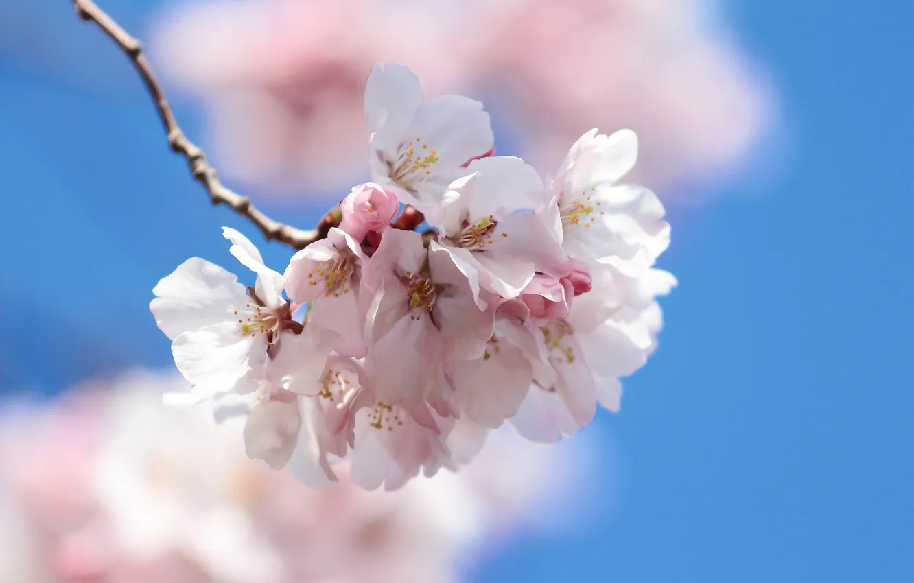 Photo wallpaper the sky, branches, spring, petals, garden