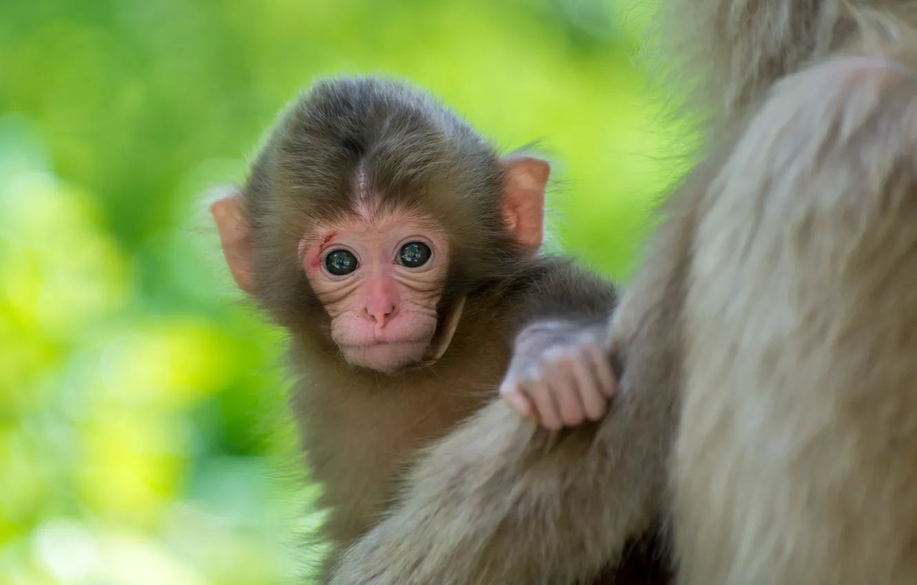 Photo wallpaper background, baby, monkey