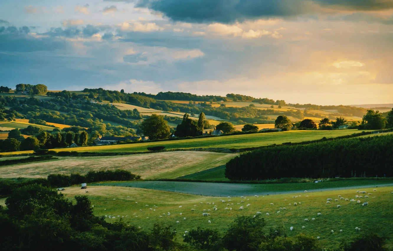 Photo wallpaper hills, sheep, pasture
