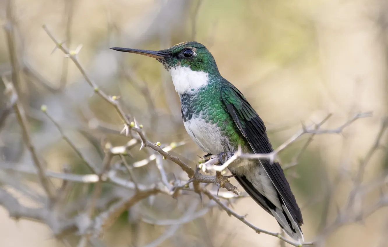 Photo wallpaper branches, bird, Hummingbird