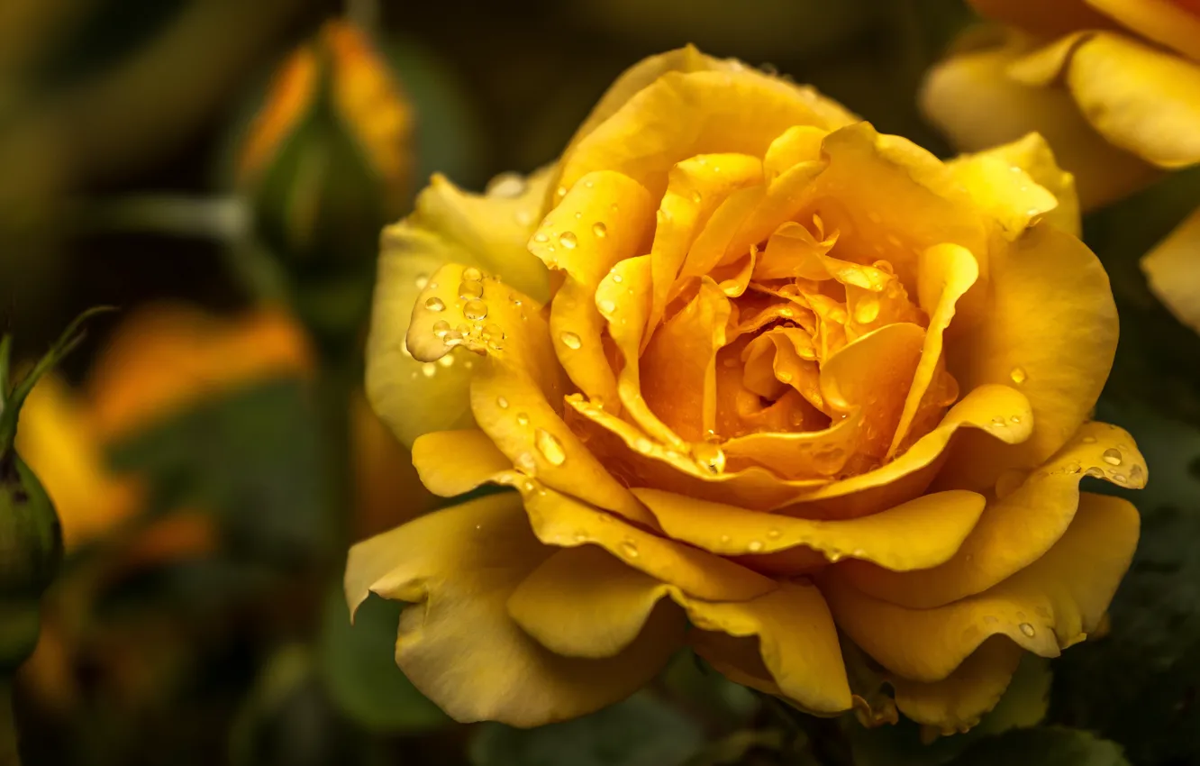 Photo wallpaper drops, macro, flowers, yellow, roses