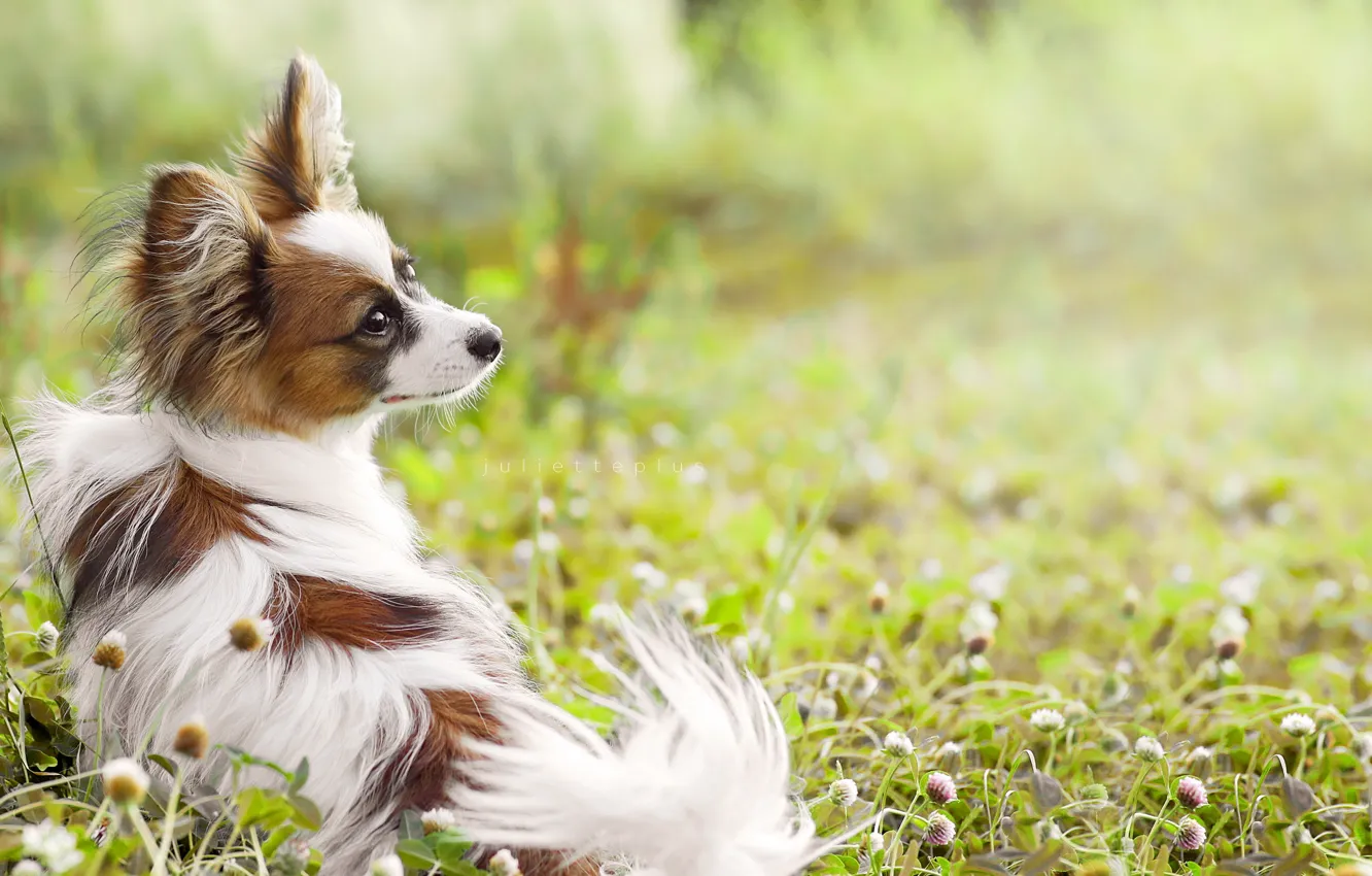 Photo wallpaper summer, look, each, dog