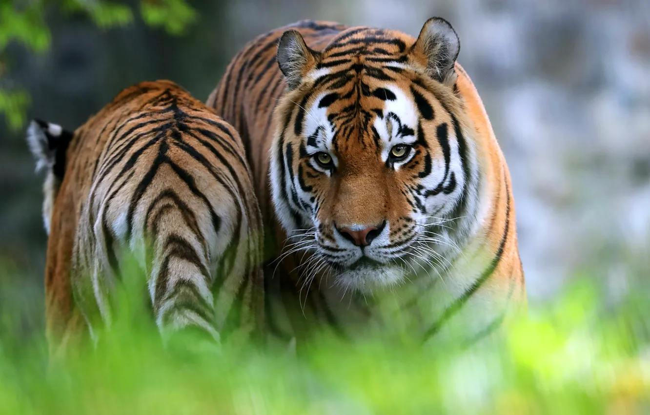 Photo wallpaper grass, look, face, tiger, tail, walk, bokeh, two tigers