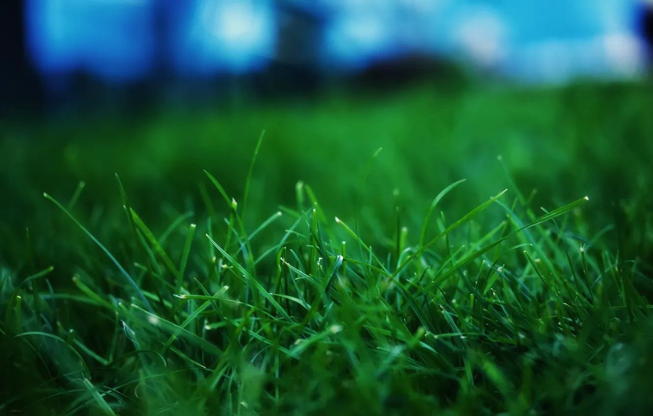Photo wallpaper grass, microsemi