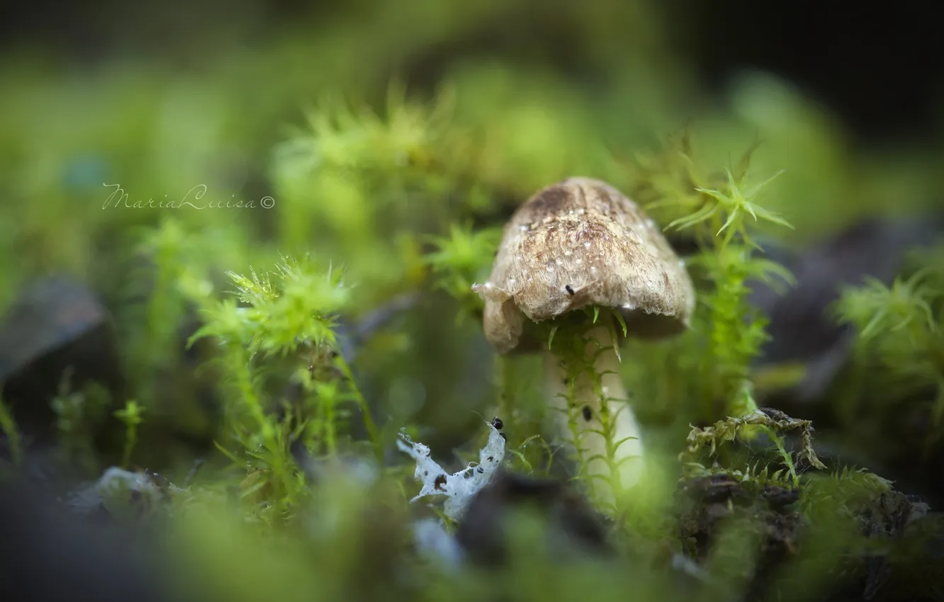 Photo wallpaper macro, mushrooms, moss