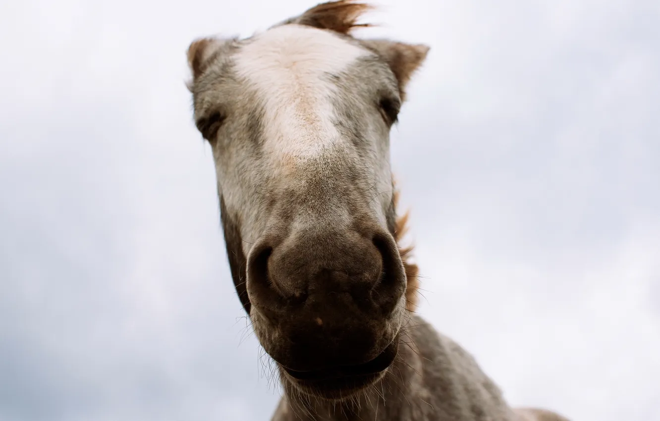 Photo wallpaper face, macro, horse