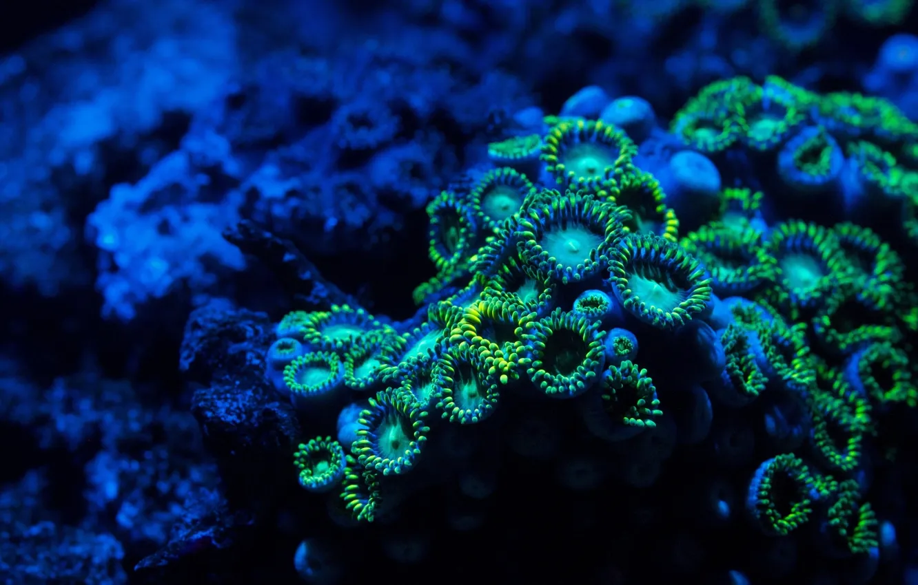 Photo wallpaper water, macro, corals, under water