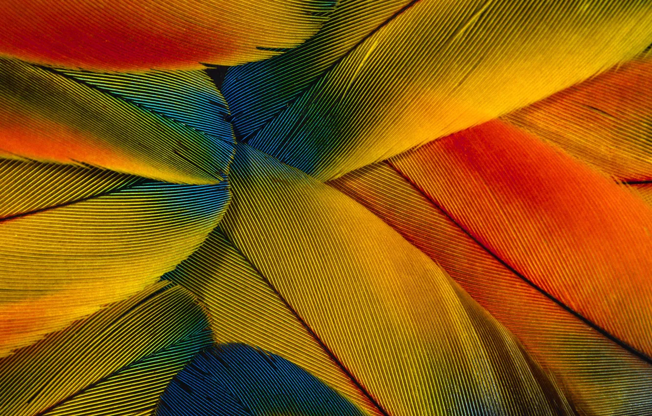 Photo wallpaper macro, colored, feathers, wallpapers