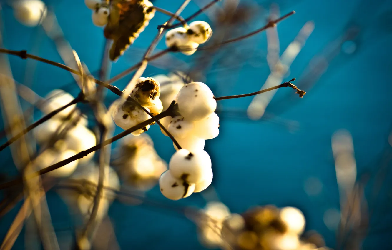 Photo wallpaper trees, spring, kidney, the beginning of a new