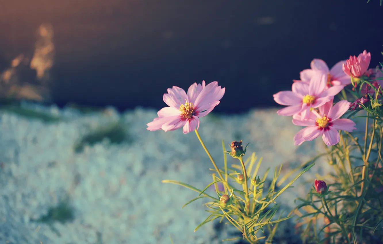 Photo wallpaper macro, flowers, nature, photo, plant, petals, Wallpaper. background