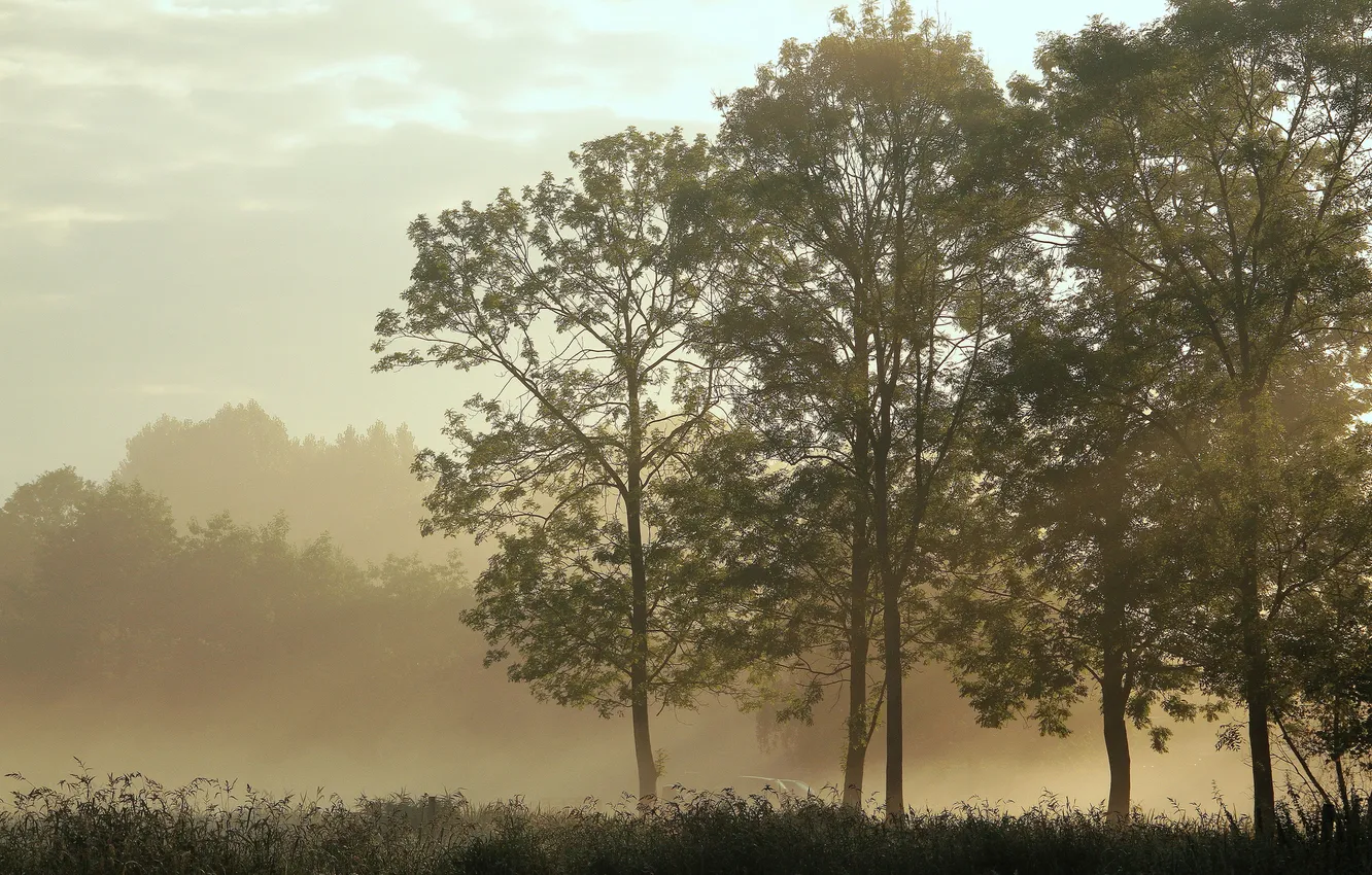 Photo wallpaper grass, trees, fog, silence, morning