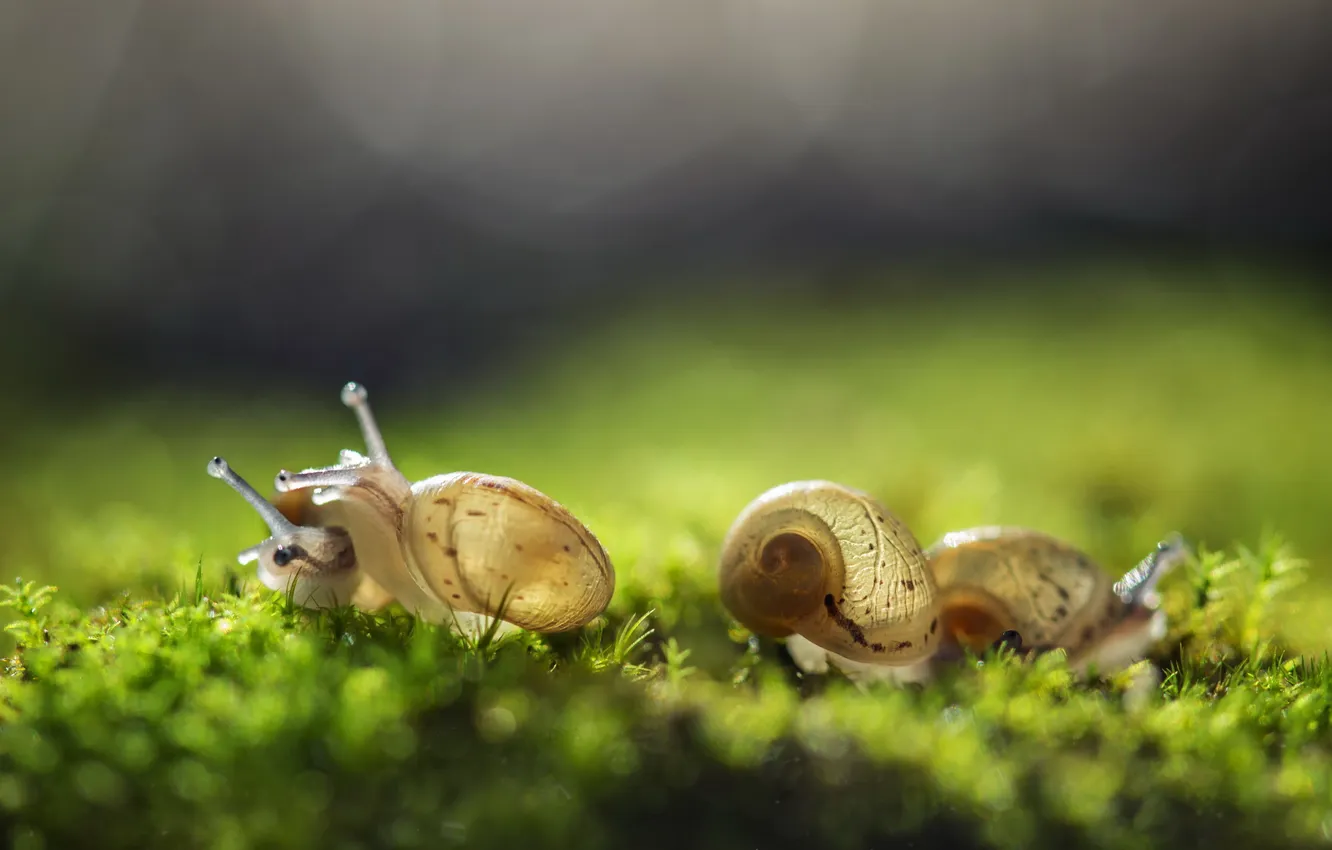 Photo wallpaper nature, background, snail