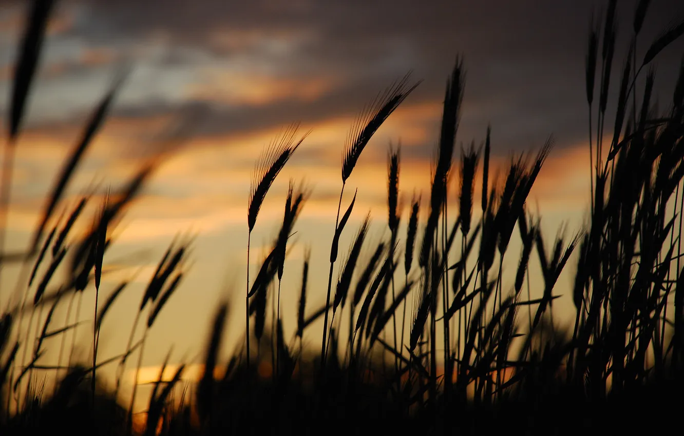 Photo wallpaper grass, sunset, the evening, spikelets, silhouette