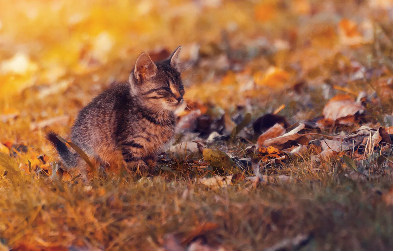 Photo wallpaper sunset, cat, autumn, lazy