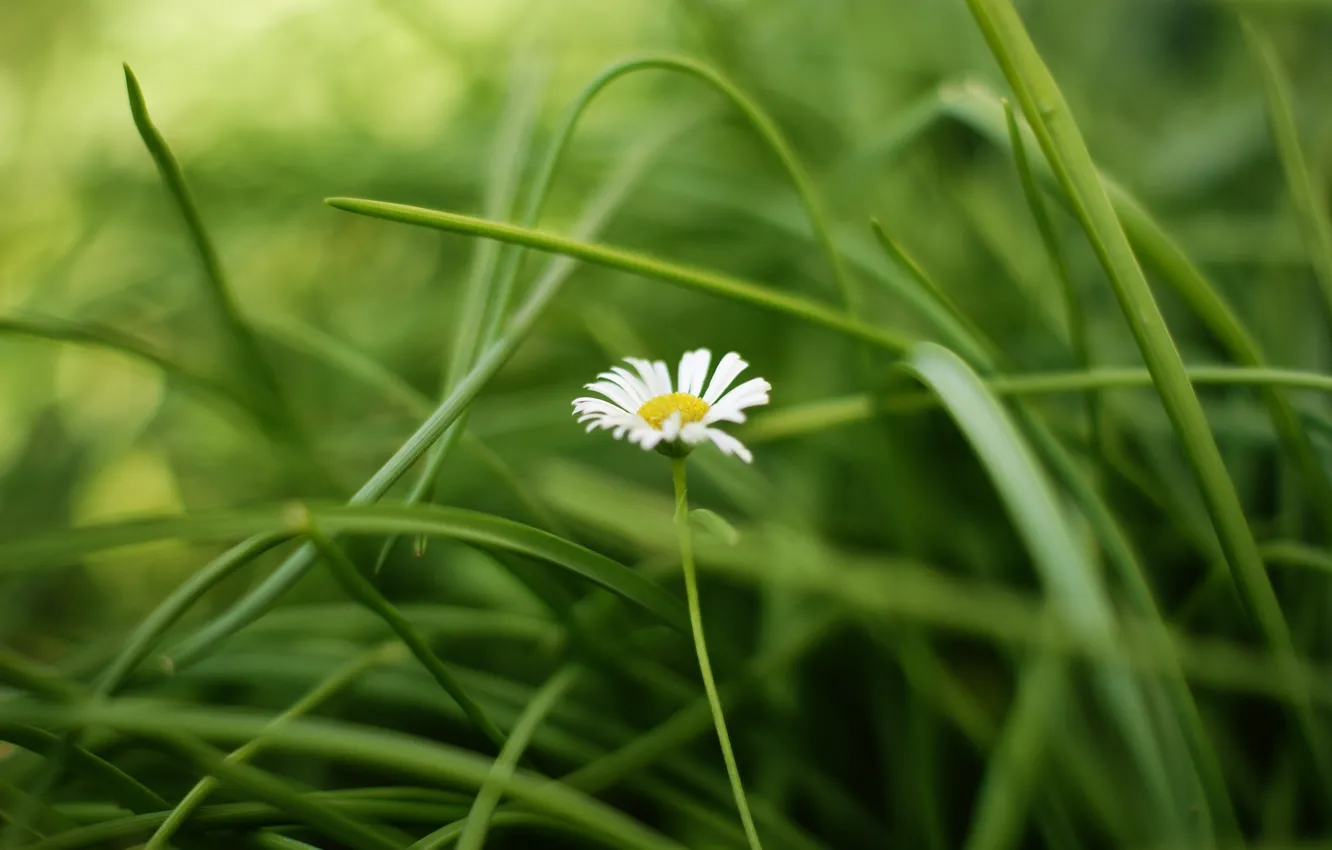 Photo wallpaper greens, white, flower, grass, leaves, flowers, yellow, background