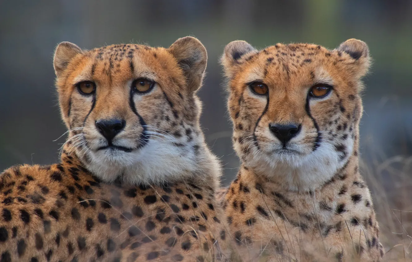 Photo wallpaper face, portrait, pair, Cheetah, Two cheetahs