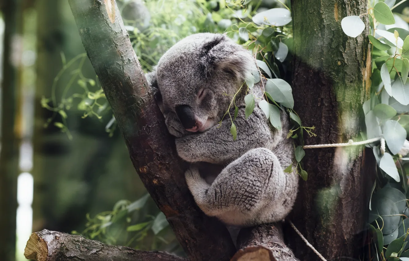 Photo wallpaper leaves, trees, sleep, zoo, Koala