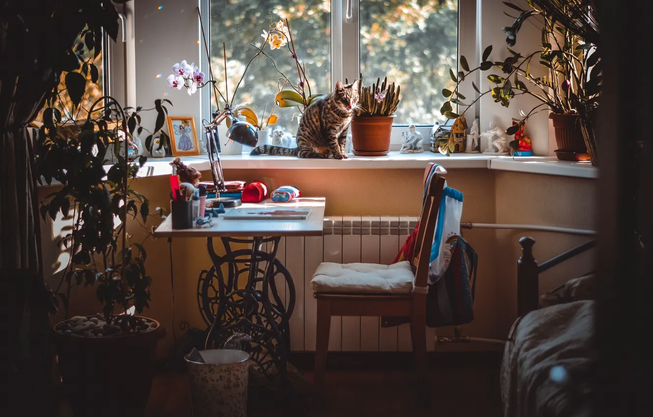 Photo wallpaper cat, girls, room, window