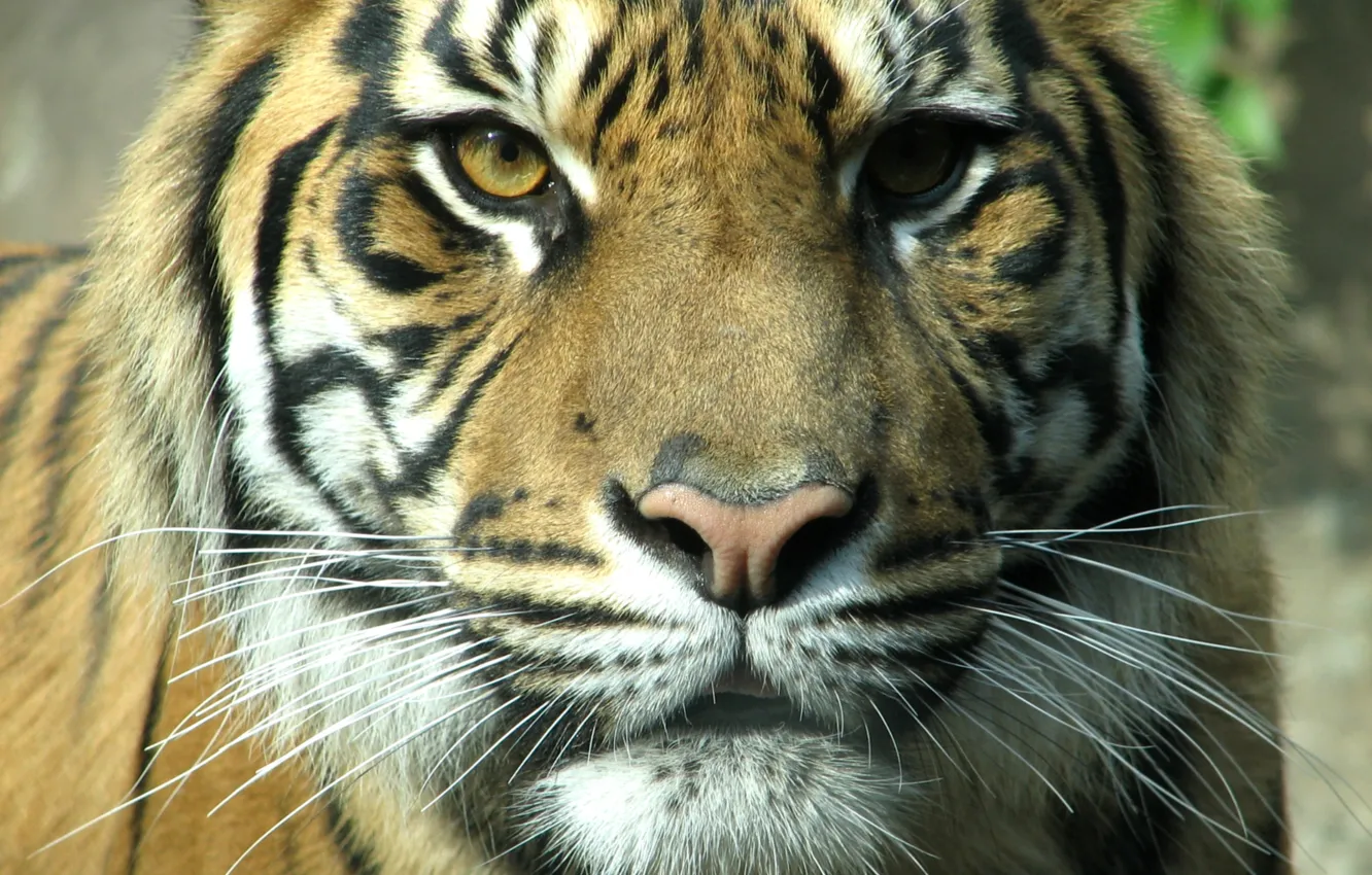 Photo wallpaper face, tiger, Cat