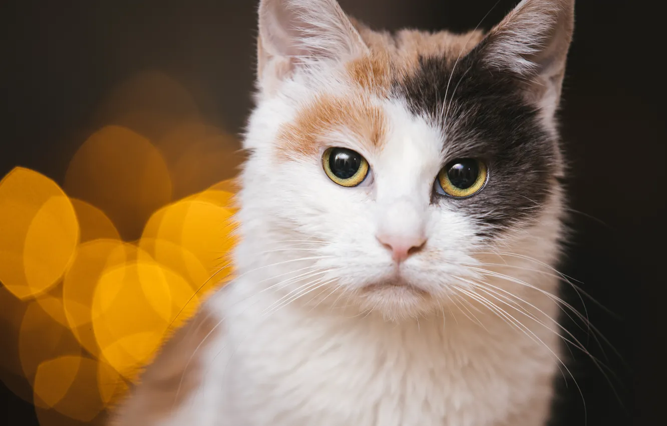 Photo wallpaper cat, cat, look, face, the dark background, background, dark, portrait