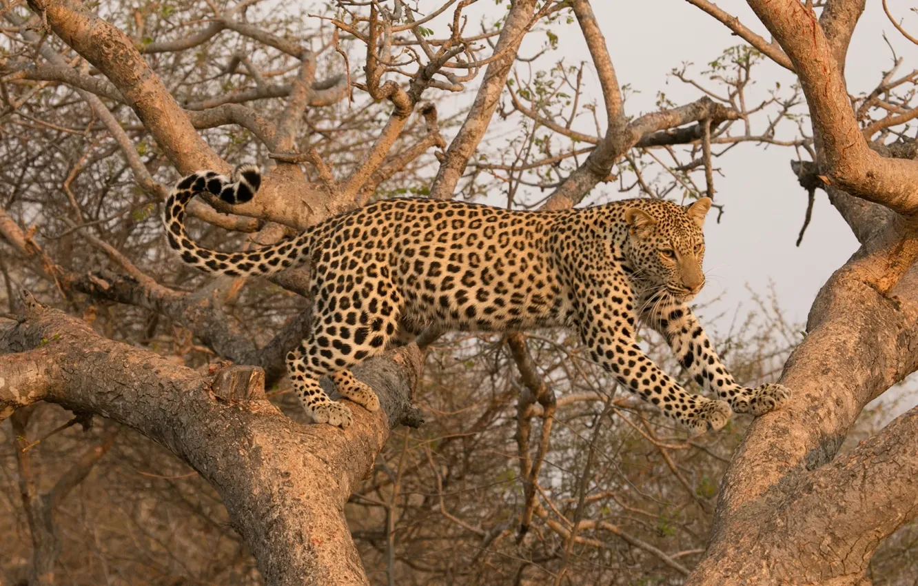 Photo wallpaper predator, leopard, grace, wild cat