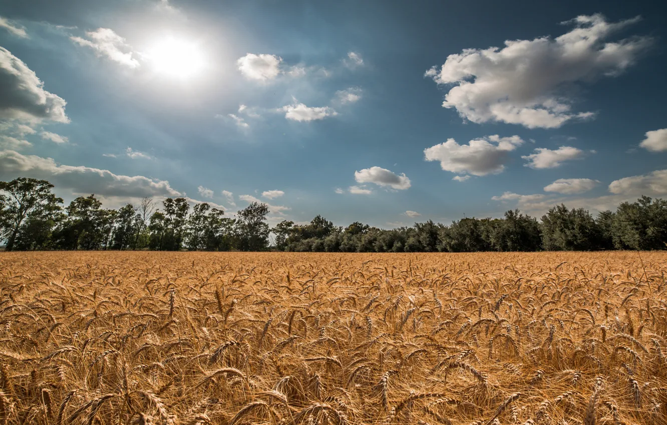 Photo wallpaper wheat, field, summer, the sky, the sun, spikelets