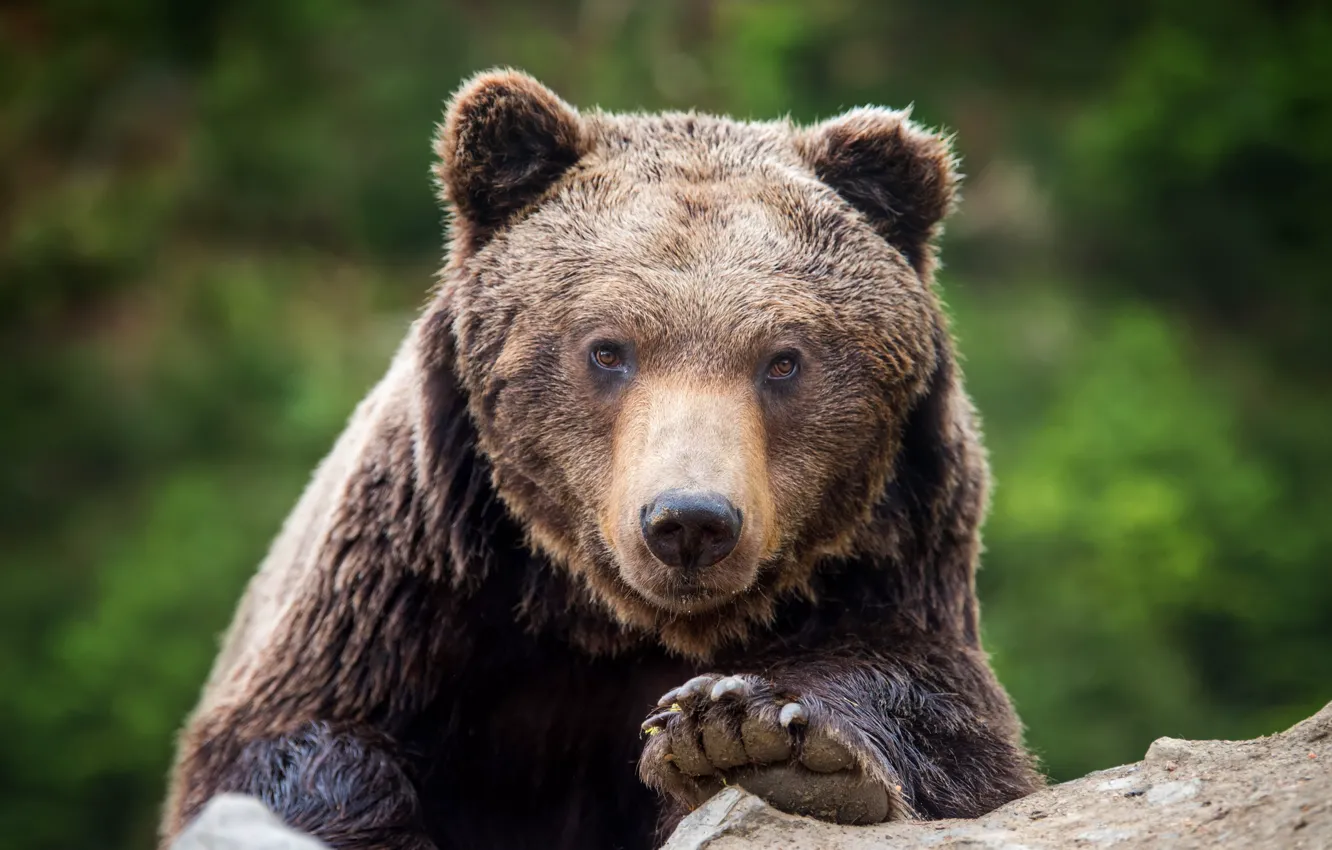 Photo wallpaper look, face, nature, bear