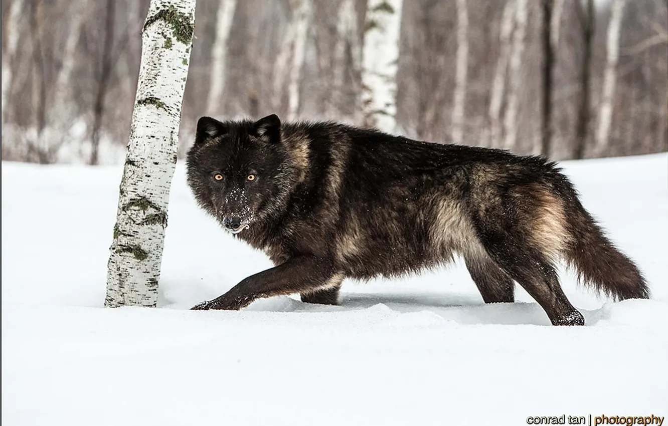 Photo wallpaper nature, Gray Wolf, face, animal, wolf, canis lupus, wildlife, head