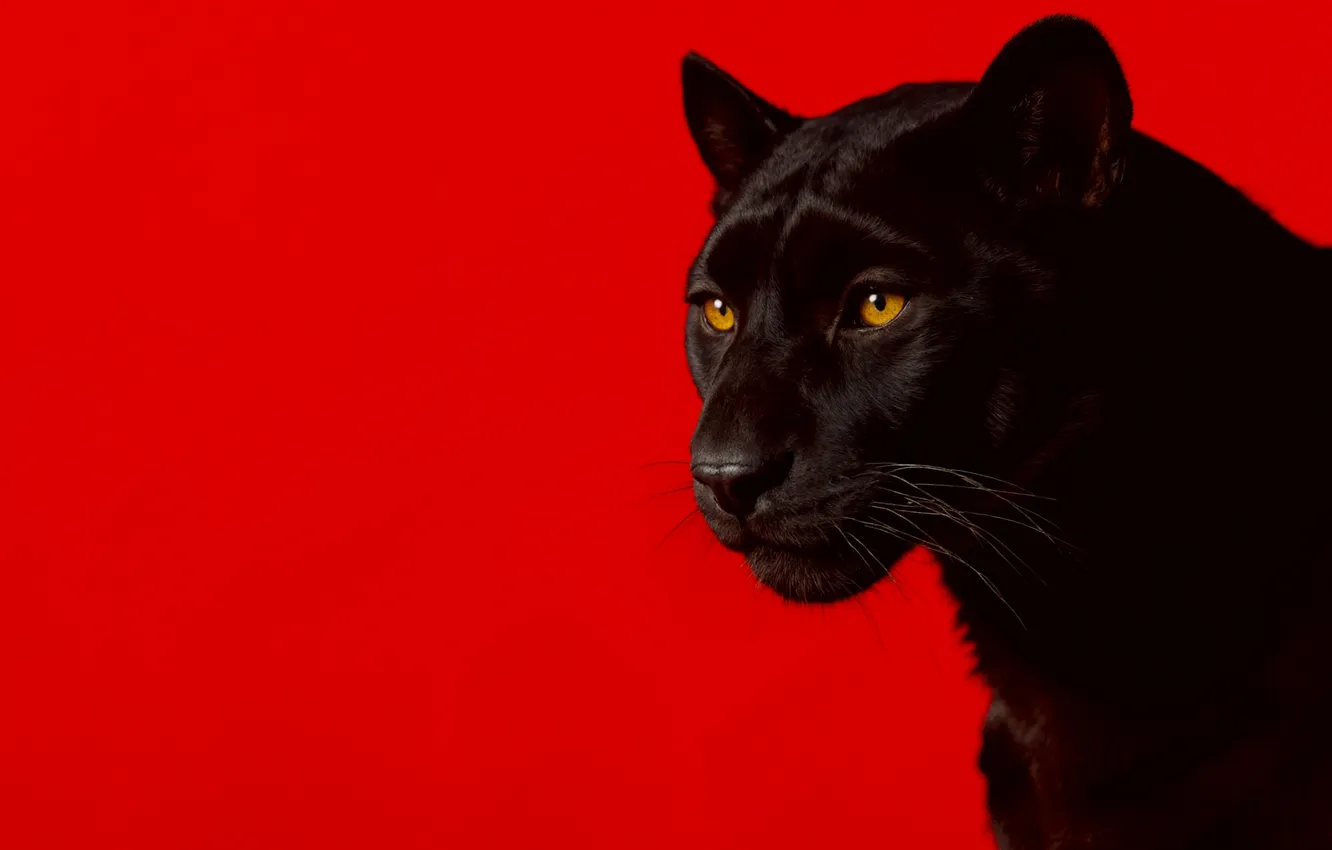 Photo wallpaper Panther, animal, look, simple background, red background, predator, black panther, panther