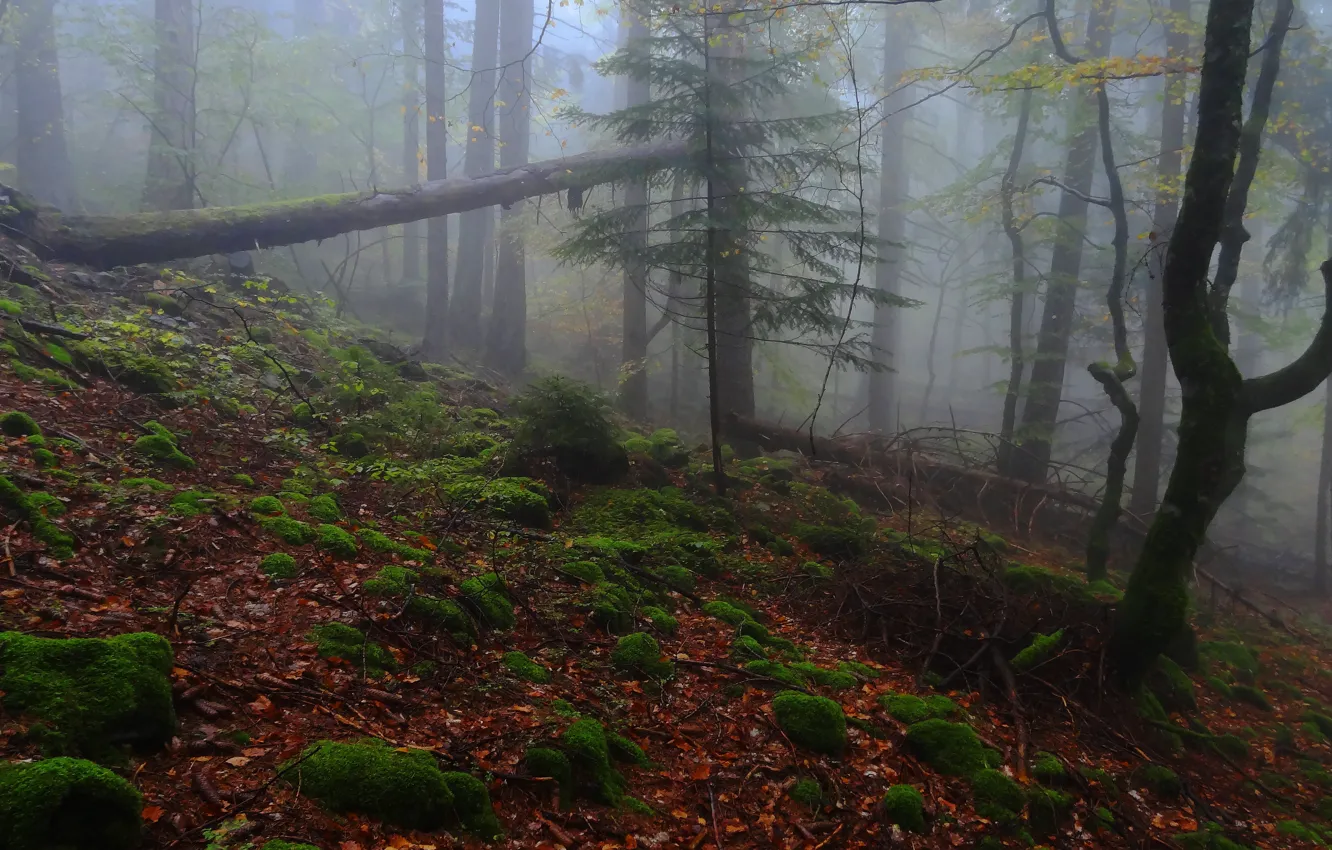 Photo wallpaper autumn, forest, trees, nature, fog, moss, Switzerland, Switzerland
