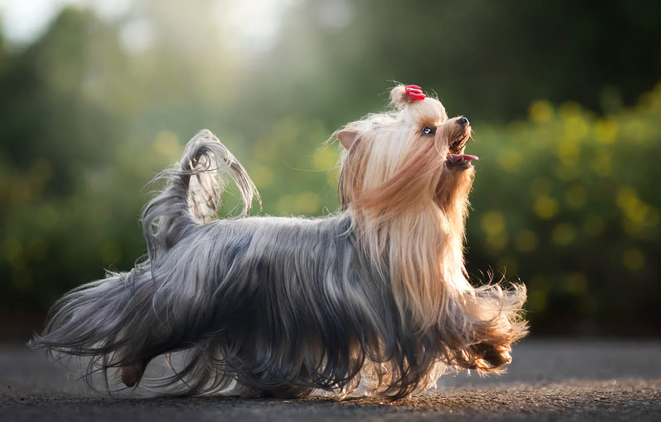 Photo wallpaper nature, pose, animal, dog, Yorkshire Terrier