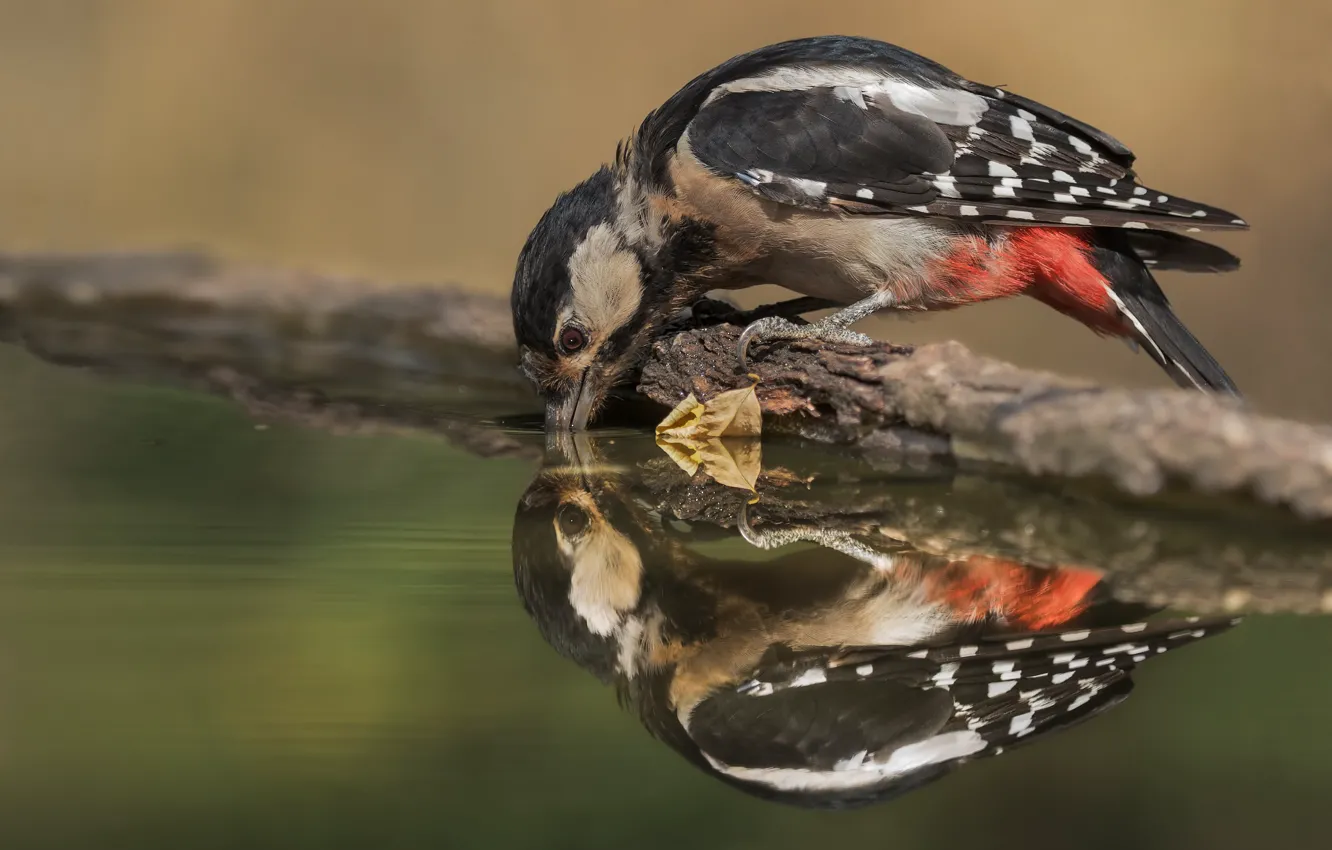 Photo wallpaper drink, reflection, background, woodpecker, pond, water, bird