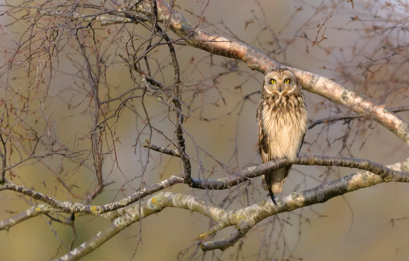 Photo wallpaper look, trees, branches, background, owl, bird