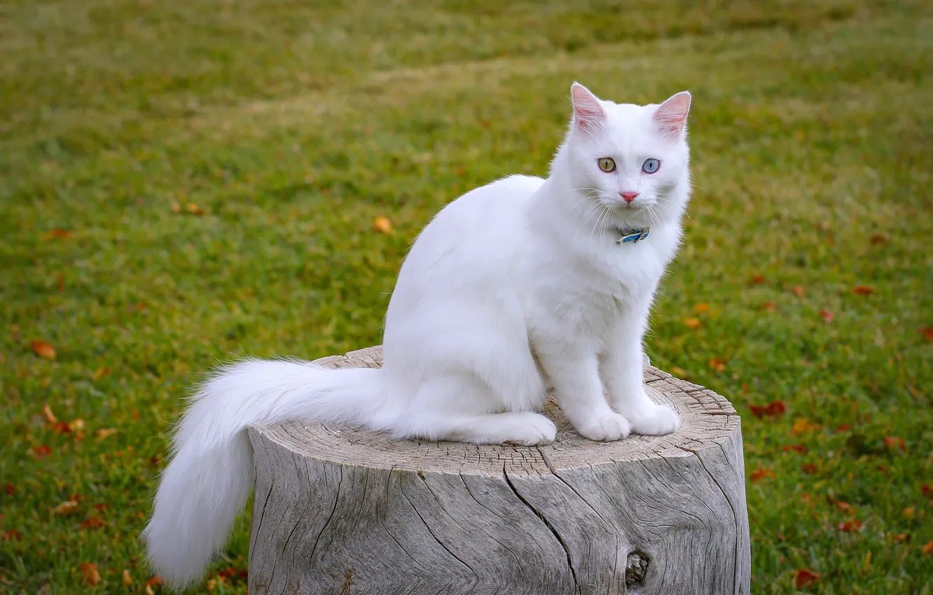 Photo wallpaper Turkey, White cat, Van Cat