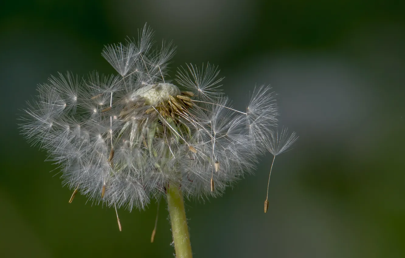 Photo wallpaper macro, flowers, nature, dandelion, spring