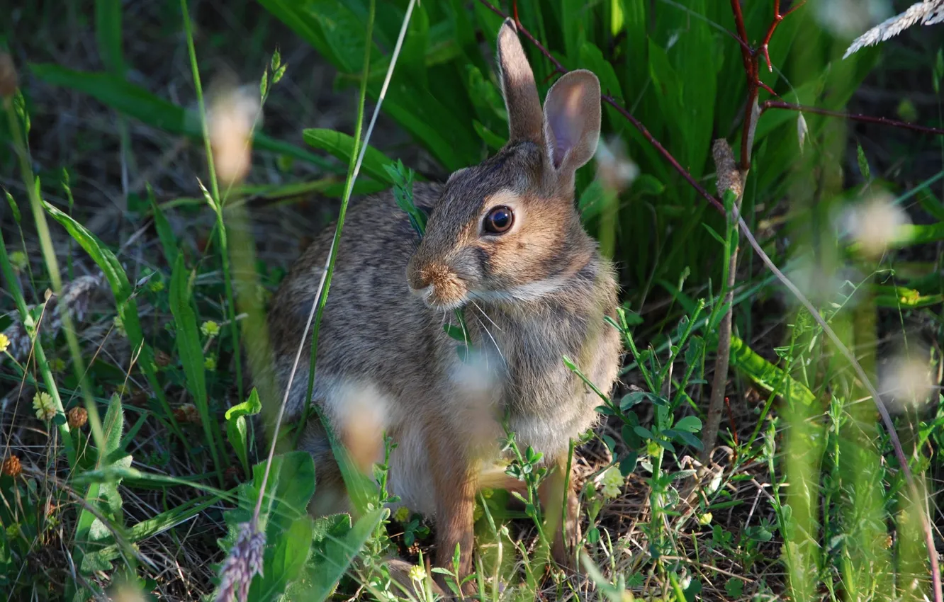 Photo wallpaper grass, hare, meadow, hare
