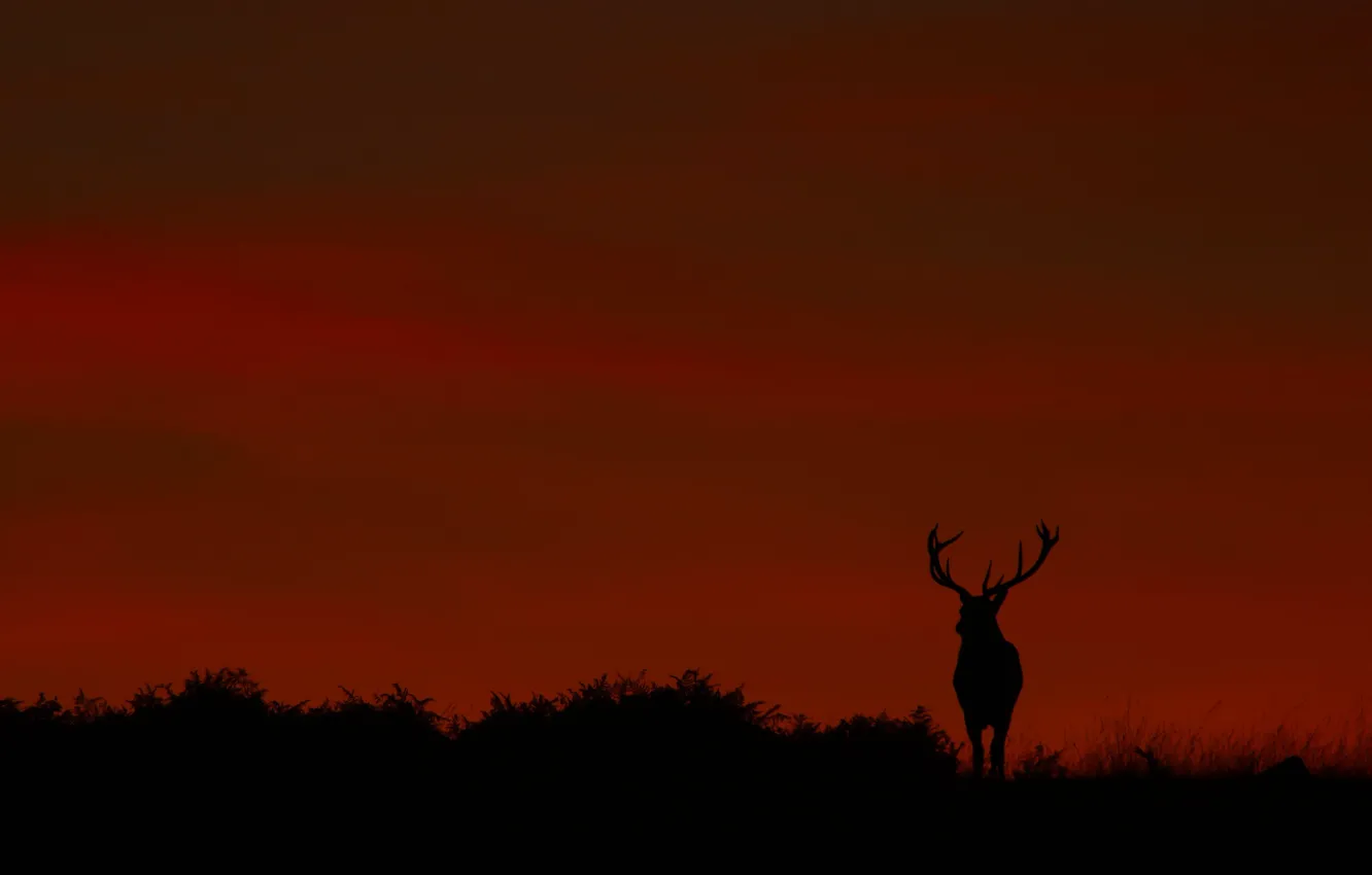 Photo wallpaper sunset, deer, silhouette