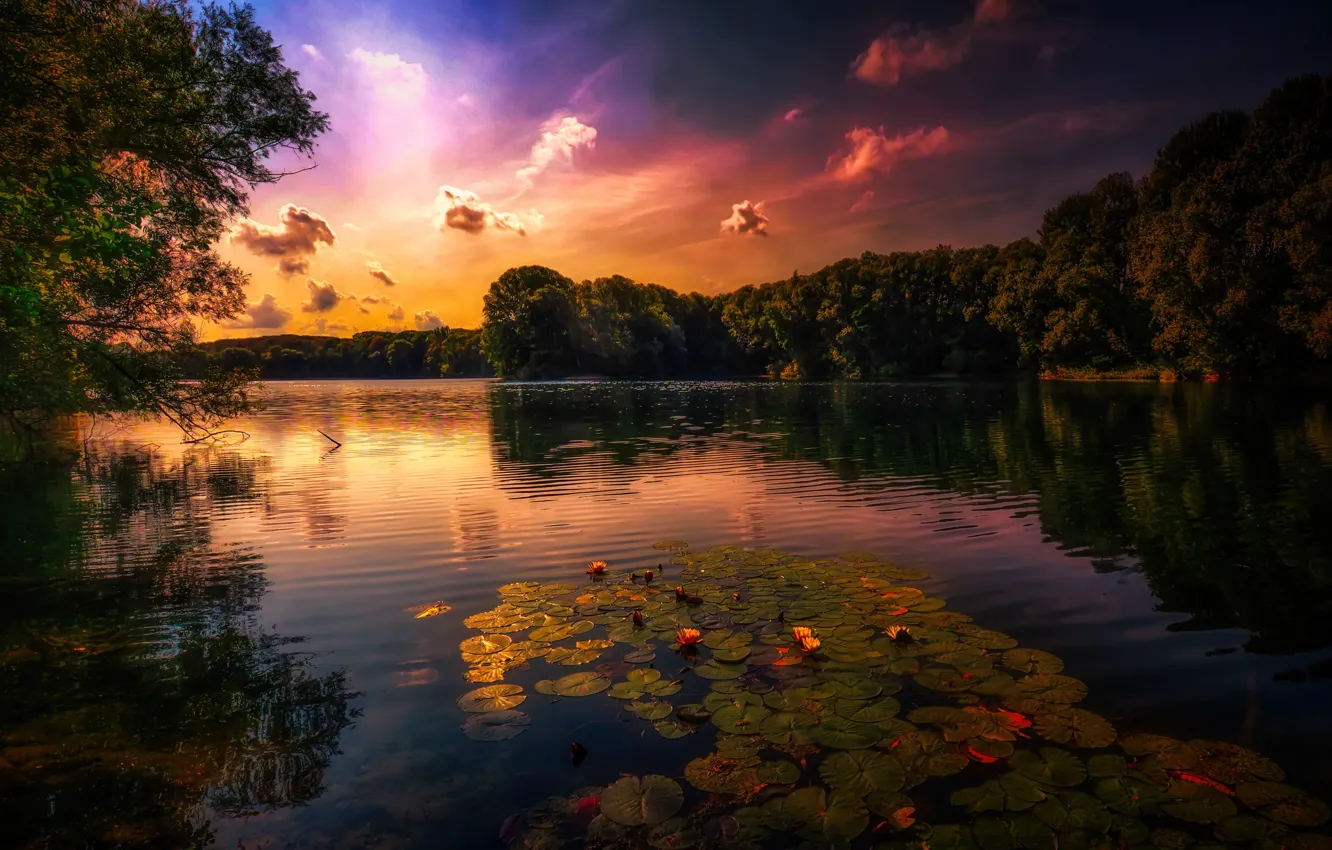 Photo wallpaper forest, sunset, flowers, lake, pond, shore, the evening, water lilies