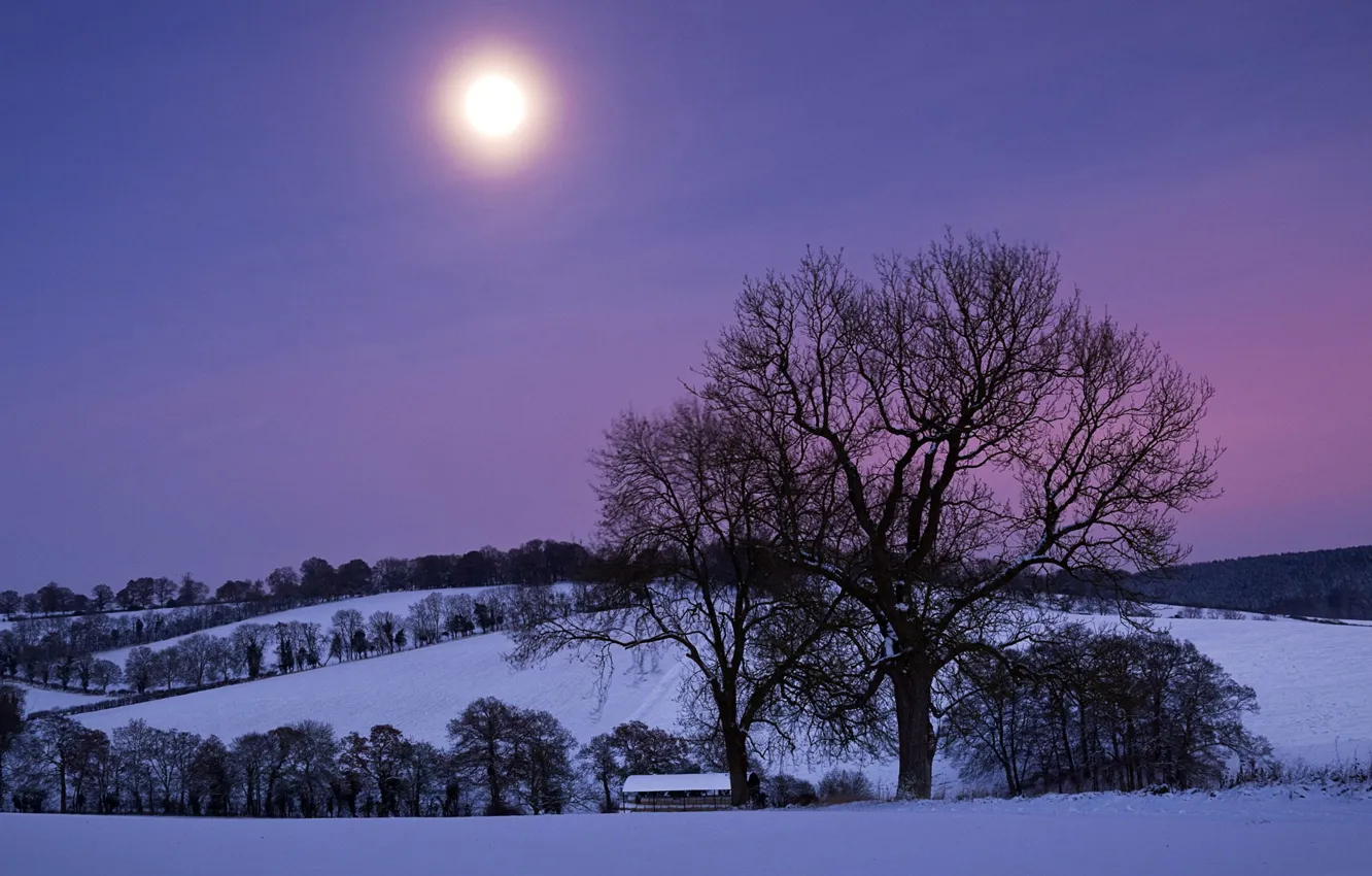 Photo wallpaper the sky, snow, trees, night, the moon, Winter, hill, purple