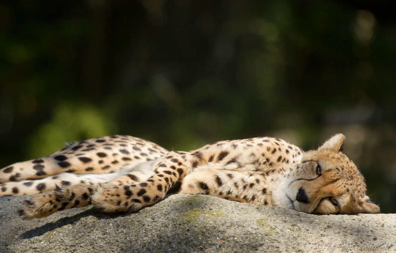 Photo wallpaper cat, stay, stone, Cheetah