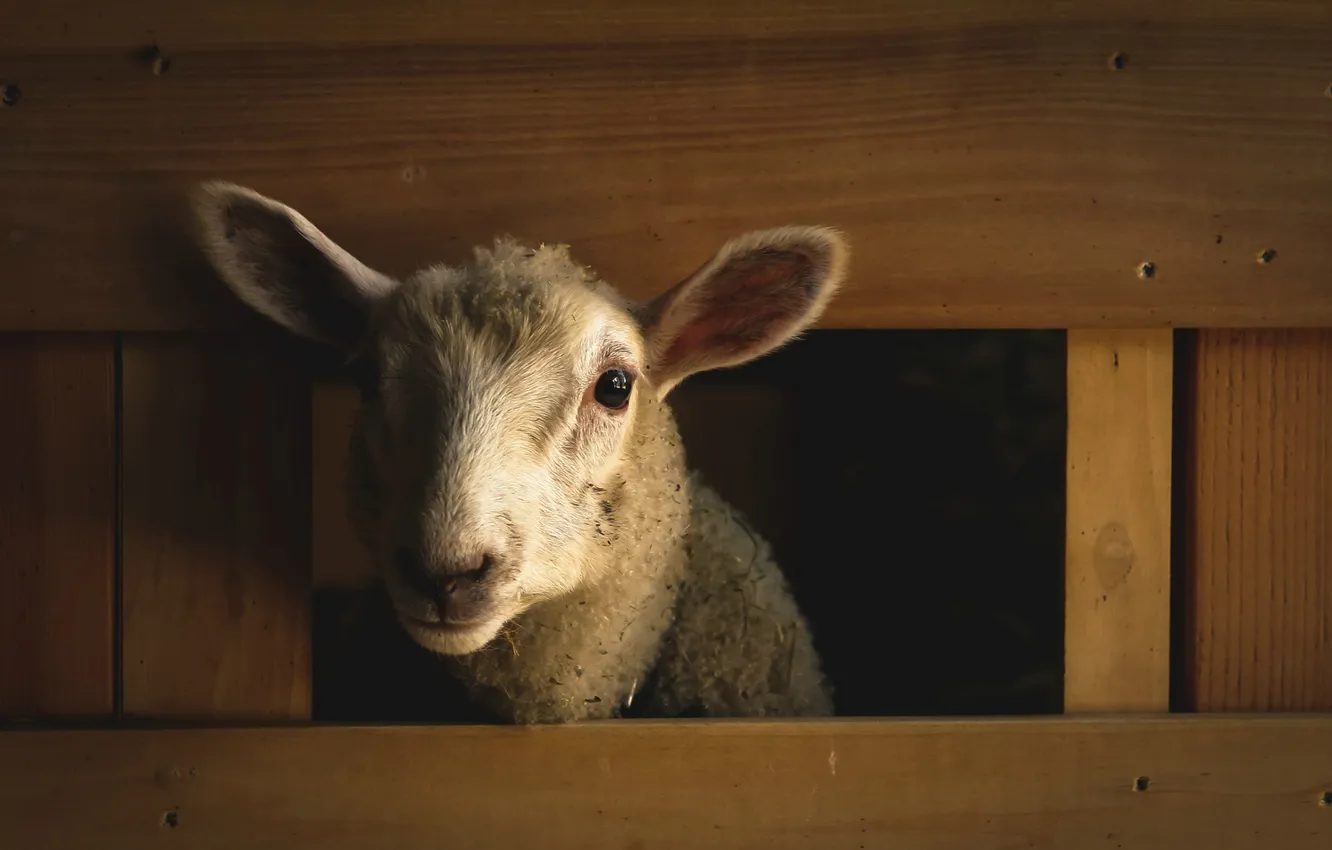 Photo wallpaper background, sheep, stall