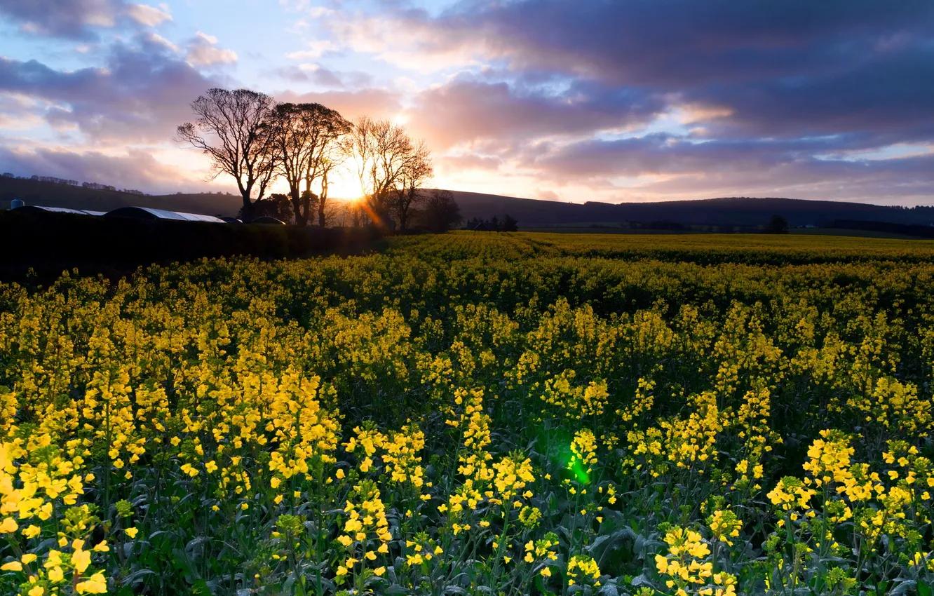 Photo wallpaper field, landscape, nature, rape