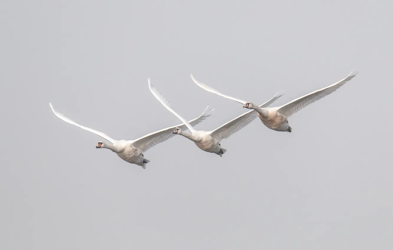 Photo wallpaper flight, bird, swans