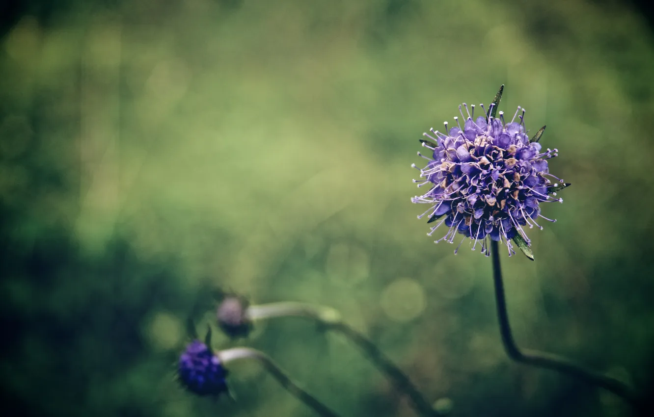 Photo wallpaper greens, flowers, nature, photo, Wallpaper, plant, flowering, wallpapers