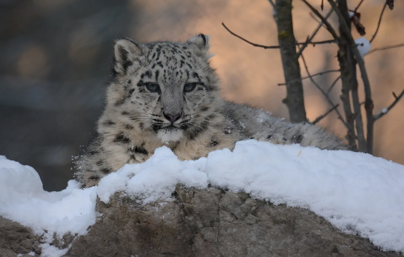 Photo wallpaper winter, face, predator, IRBIS, snow leopard, cub, wild cat