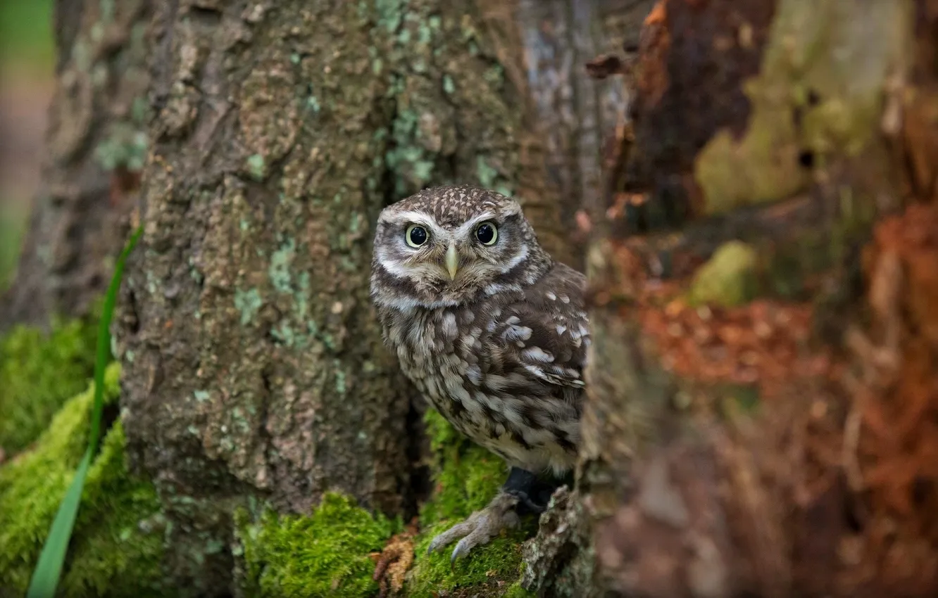 Photo wallpaper trees, owl, The little owl