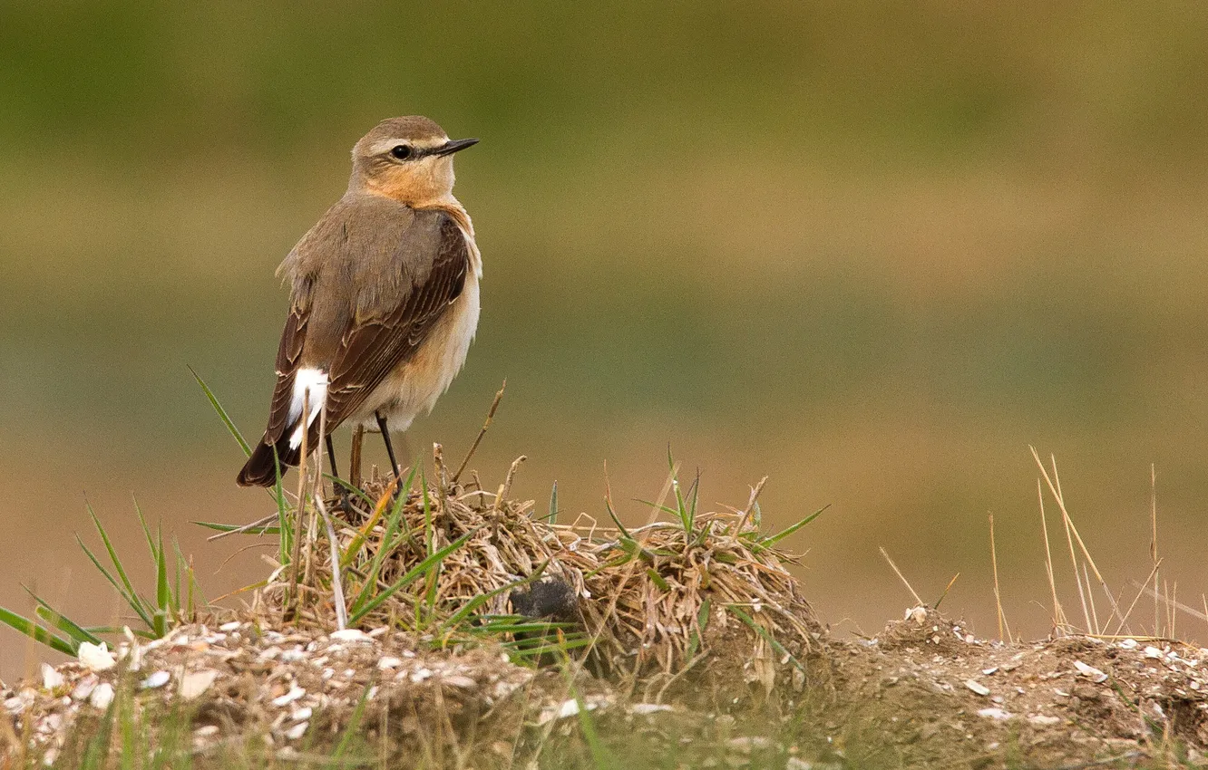 Photo wallpaper grass, background, bird, Kamenka