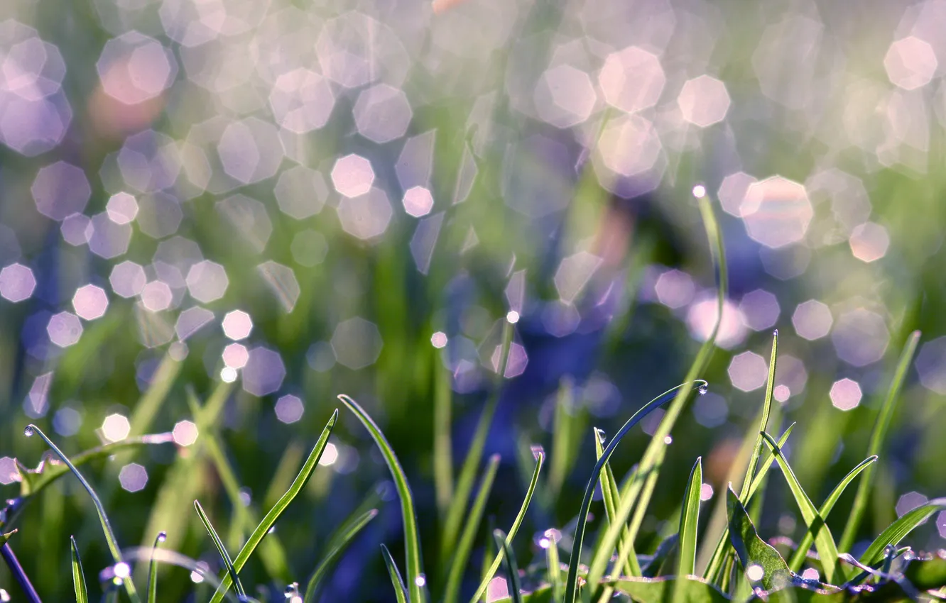 Photo wallpaper greens, grass, water, drops, macro, light, Rosa, glare